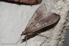 Mecyna asinalis