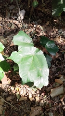 Pterospermum acerifolium