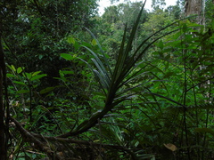 Pandanaceae