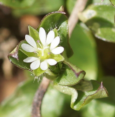 Stellaria media