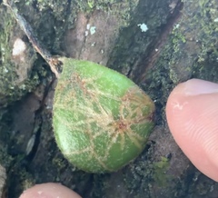 Philocryptica polypodii
