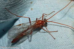 Ophion obscuratus