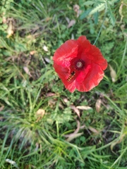 Episyrphus balteatus