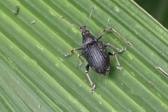 Sciobius