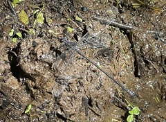 Austroargiolestes icteromelas