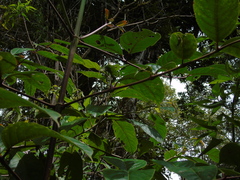 Dalrympelea sphaerocarpa