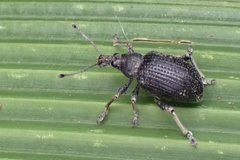 Sciobius