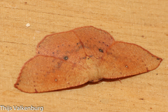 Cyclophora puppillaria
