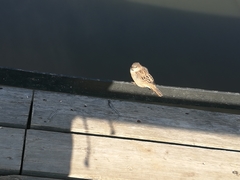 Passer domesticus