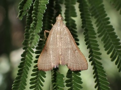Endotricha pyrosalis