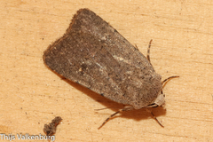 Caradrina flavirena