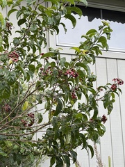 Clerodendrum tomentosum