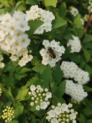 Helophilus continuus