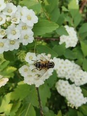Helophilus continuus