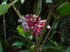 Medinilla