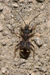 Eremocoris podagricus