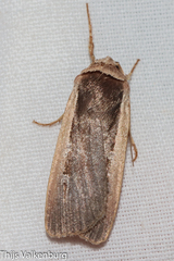Ochropleura leucogaster