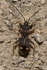 Eremocoris podagricus
