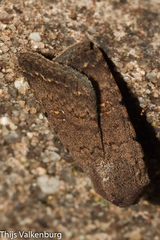 Caradrina flavirena