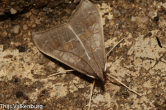 Mecyna asinalis