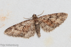 Eupithecia cocciferata