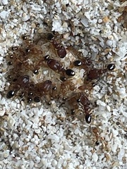 Pheidole parva