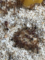 Pheidole parva