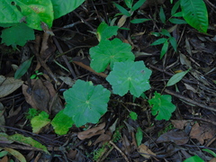 Hydrocotyle javanica