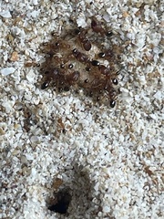 Pheidole parva