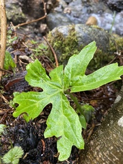 Petasites frigidus