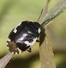 Tritomegas bicolor