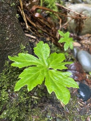 Petasites frigidus