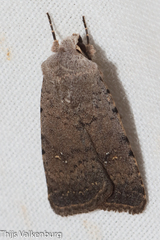 Caradrina flavirena