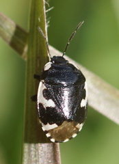 Tritomegas bicolor