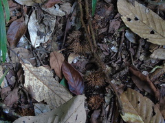 Castanopsis