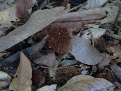 Castanopsis