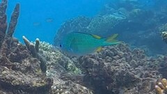 Chromis atripectoralis
