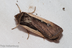 Ochropleura leucogaster