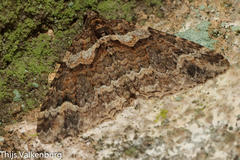 Catarhoe basochesiata