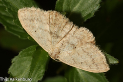 Scopula minorata