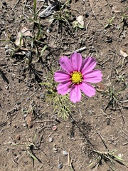 Cosmos bipinnatus