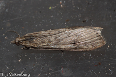 Nomophila noctuella