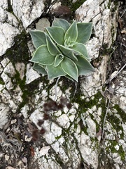 Dudleya cymosa