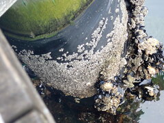 Austrominius modestus