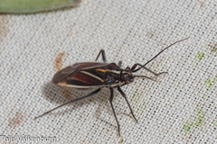 Horistus orientalis