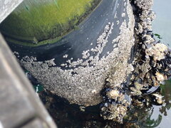 Austrominius modestus