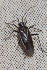 Horistus orientalis