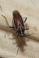 Horistus orientalis