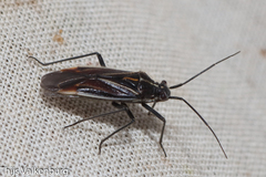 Horistus orientalis