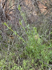 Galium angustifolium